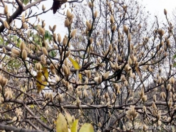 南陽南召：辛夷產(chǎn)業(yè)鋪就皇后鄉(xiāng)農(nóng)民生態(tài)致富路