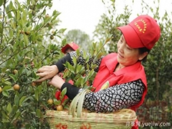 光山油茶果：從種得好到賣(mài)得好，怎么做到的