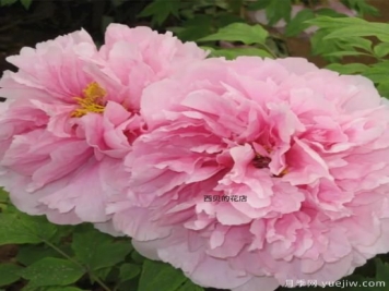 肉芙蓉牡丹，菏澤粉色品種特點(diǎn)介紹