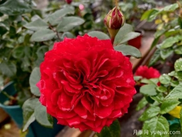 小型藤本月季，塑料花紅色達芬奇推薦