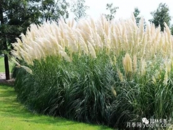 又美又耐寒，適合北方的14個(gè)觀賞草種類推薦