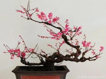 盆栽梅花怎樣施肥與澆水？梅花常見蟲害的防治