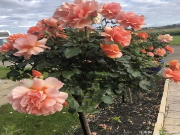 獨(dú)桿月季都是嫁接的，地栽養(yǎng)護(hù)花開與眾不同