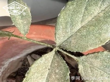 常見月季蟲害防治技術(shù)大全，趕快收藏