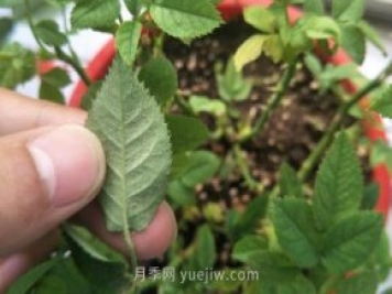 月季紅蜘蛛用什么藥最有效，怎么防治