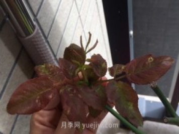 月季薊馬是什么，對人體有害嗎