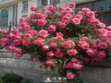 青島路邊月季美化，月季花比拳頭大，原來(lái)是樹(shù)狀月季