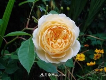 月季花這樣養(yǎng)，記住這些訣竅，開花紅艷艷