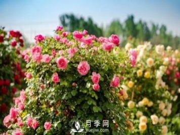 四川南充月季花海迎來(lái)1000㎡粉色沙灘，4月3日浪漫迎客