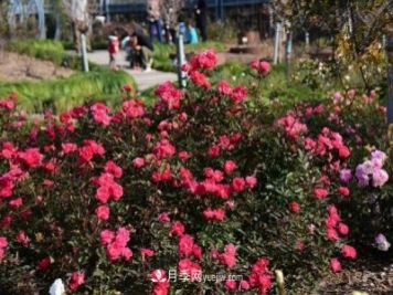 上海植物園內(nèi)部分月季釋放冬季魅力，觀賞區(qū)還在不斷優(yōu)化中