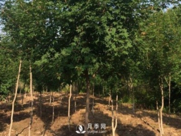 移植優(yōu)質(zhì)五角楓的訣竅你了解嗎？