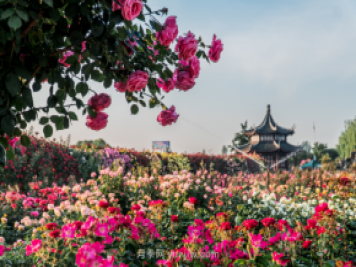 來(lái)南陽(yáng)世界月季大觀園，看超美月季花(圖冊(cè))