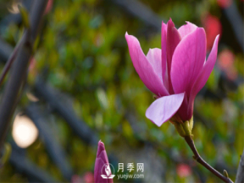 紅玉蘭養(yǎng)護(hù)管理有哪些措施？