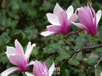 紅玉蘭的樹種植養(yǎng)護(hù)方法是什么呢？