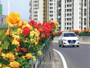 打造市花月季花海！鄭州要用三年時(shí)間建設(shè)月季花城