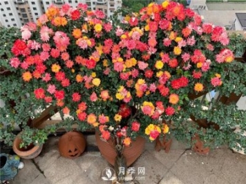 藤彩虹月季的優(yōu)缺點(diǎn)是什么？