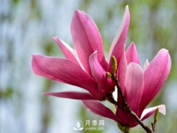 紅玉蘭是一種怎樣的花卉植物？