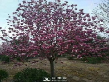 養(yǎng)護(hù)種植紅玉蘭有什么技巧呢？