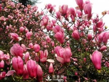 紅玉蘭深受人們喜愛，那么它的主要繁殖方法是什么？