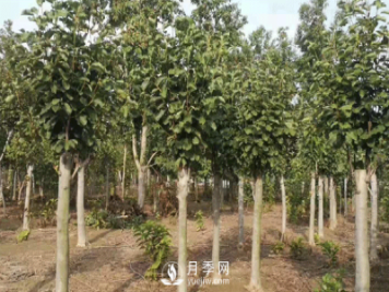 8-15公分紅白黃玉蘭量大，還有嬌紅一號，需要的朋友趕快聯(lián)系哦