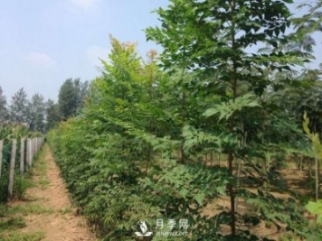 大葉女貞又叫做高桿女貞，苗木基地是如何養(yǎng)護的？