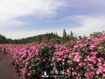 國內(nèi)“安吉拉”月季花墻 有多長？