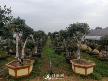 南陽古樁月季園成“網(wǎng)紅” 貧困群眾增收全靠它