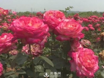 洛陽孟津縣：以月季花為媒鋪就扶貧路