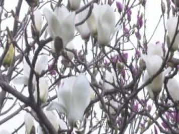 南陽(yáng)社旗：趙河游園玉蘭花開(kāi)美如畫(huà)