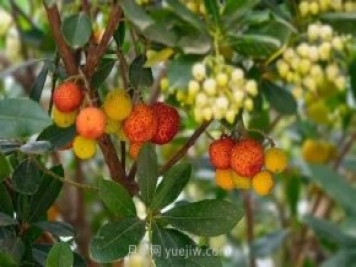 果樹(shù)最好的拉枝時(shí)間