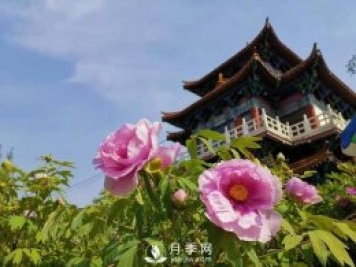 能否把牡丹確定為國花？全國人大代表連續(xù)4年提建議