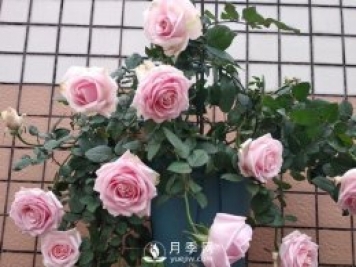 養(yǎng)月季，注意施肥姿勢不對，月季不開花，力氣還白費！