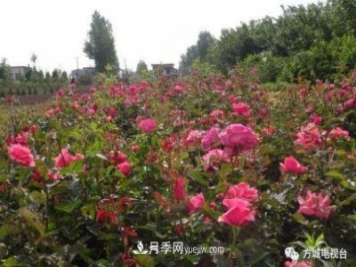方城縣券橋鎮(zhèn)：發(fā)展月季苗木產(chǎn)業(yè)，助力致富鄉(xiāng)村振興
