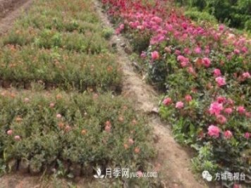 南陽方城縣月季花卉苗木產(chǎn)業(yè)得到迅猛發(fā)展