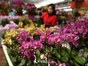 河北石家莊：元旦將至花卉購(gòu)銷旺