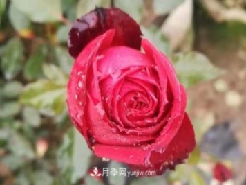 寒冬冰封時 猶有抱枝香 南陽月季何以花開四季？