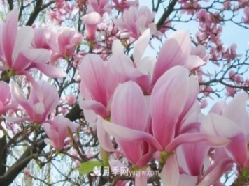 開(kāi)封：玉蘭花開(kāi)，燦爛綻放