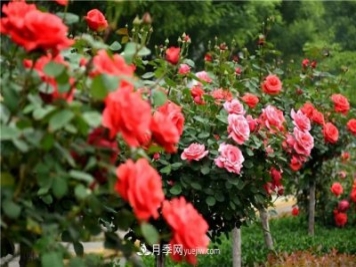 2021年月季人的狀態(tài)：面對復(fù)雜，保持歡喜
