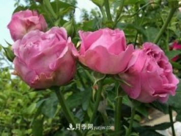紫霧泡泡月季推薦，花色更是吸引人