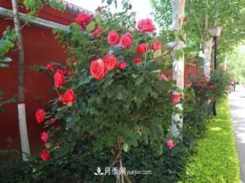 小庭院月季花草養(yǎng)護技巧