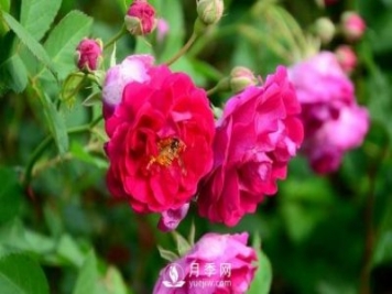 冬季該怎么修剪月季花？月季冬季修剪的要點(diǎn)