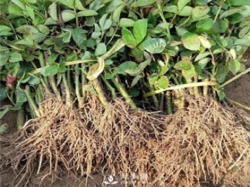南陽月季小苗批發(fā)價格-月季嫁接苗扦插苗報價！