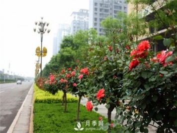 3-4公分月季樹報(bào)價(jià)，3-4公分高桿月季報(bào)價(jià)！