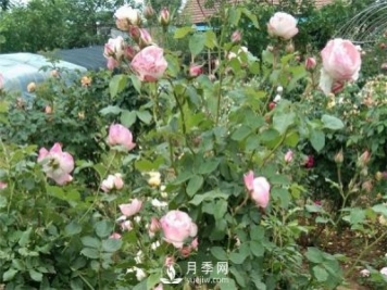 花友都喜歡的月季品種，龍沙寶石，適合做月季花門