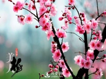 美人梅日常養(yǎng)護(hù)要點(diǎn)，大盆厚土催花艷