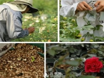 天狼月季，始終走在育種路上