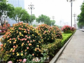 造型月季風(fēng)靡綠化行業(yè)，展現(xiàn)驚艷美化效果！