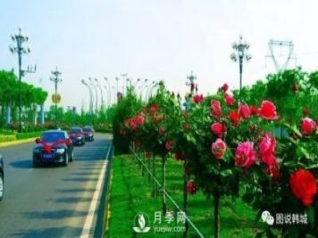 韓城豐澤月季園 花卉產(chǎn)業(yè)競風流
