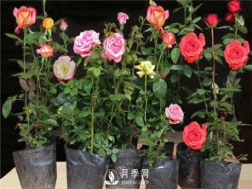 南陽(yáng)花卉苗木產(chǎn)業(yè)發(fā)展迅猛