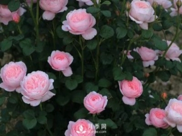 什么月季品種最有仙氣？當(dāng)屬瑞典女王月季